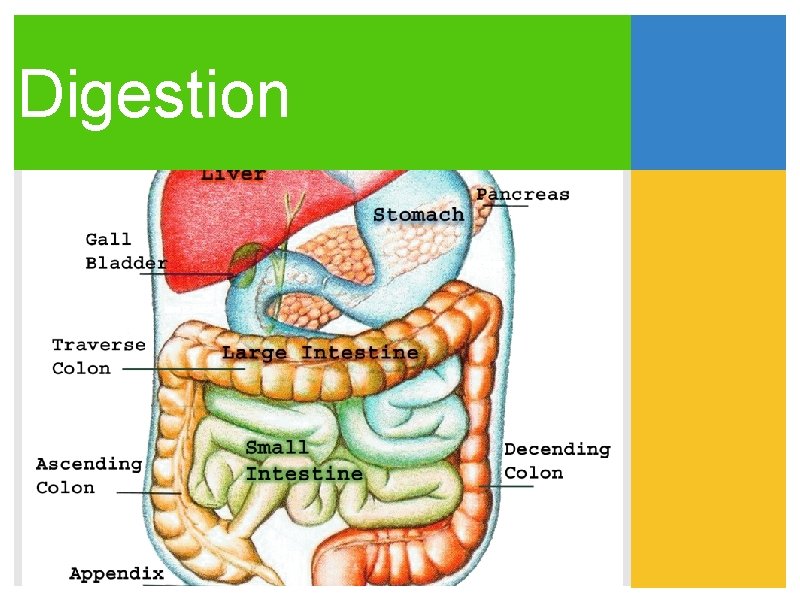 Digestion 