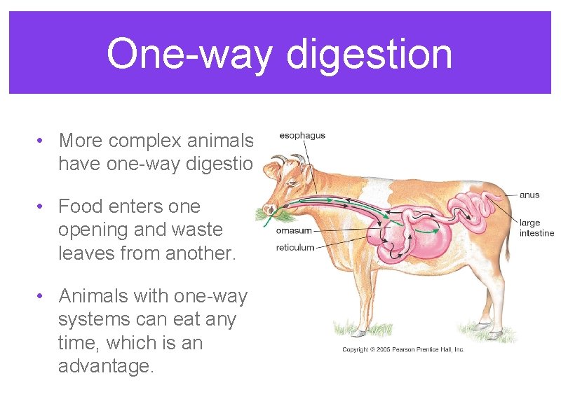 One-way digestion • More complex animals have one-way digestion. • Food enters one opening