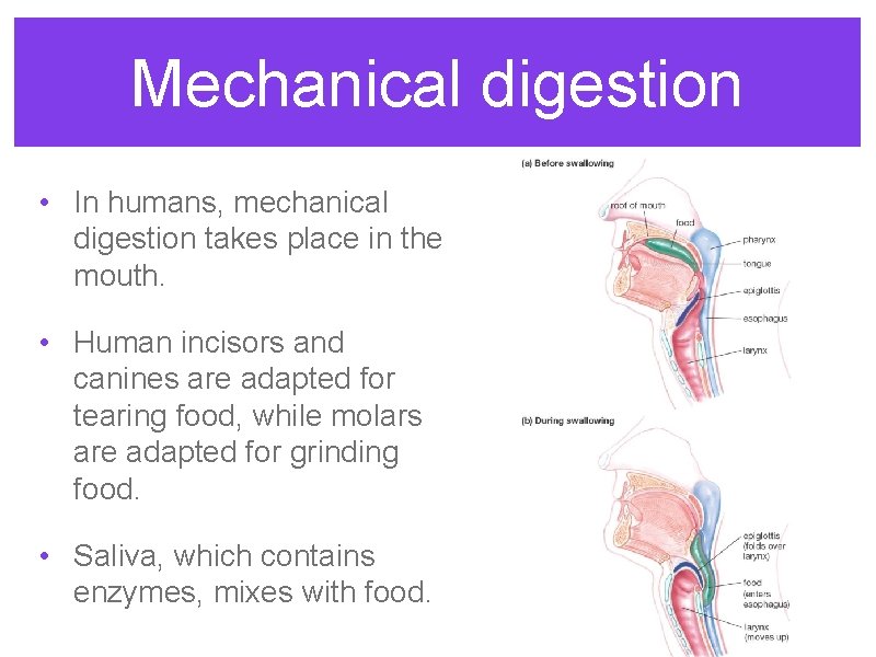 Mechanical digestion • In humans, mechanical digestion takes place in the mouth. • Human