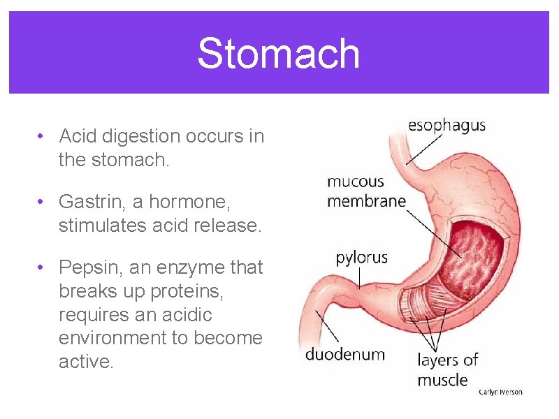 Stomach • Acid digestion occurs in the stomach. • Gastrin, a hormone, stimulates acid