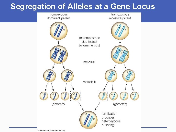 Segregation of Alleles at a Gene Locus 
