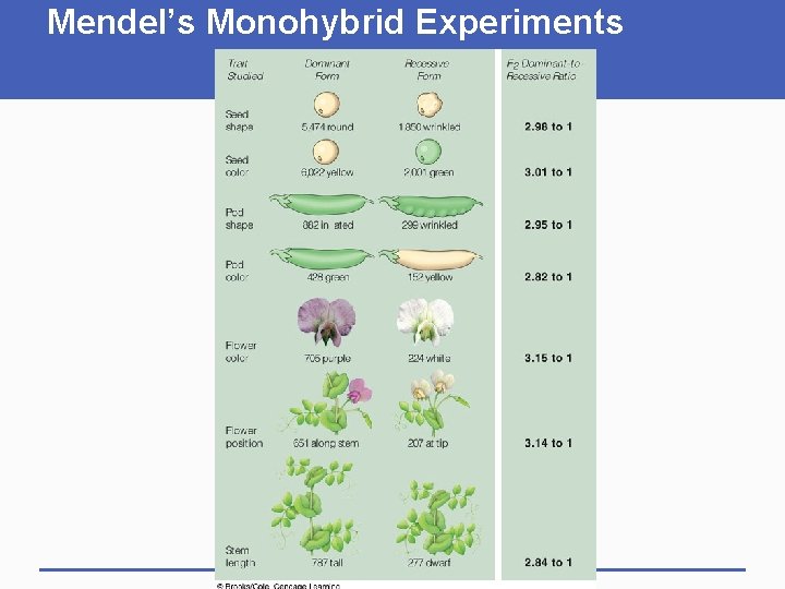 Mendel’s Monohybrid Experiments 