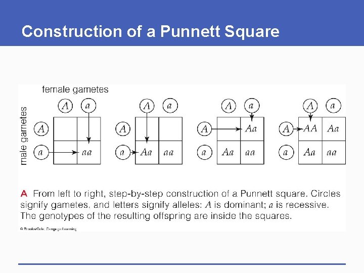 Construction of a Punnett Square 