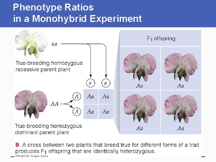 Phenotype Ratios in a Monohybrid Experiment 