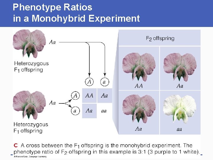 Phenotype Ratios in a Monohybrid Experiment 