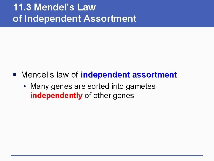 11. 3 Mendel’s Law of Independent Assortment § Mendel’s law of independent assortment •