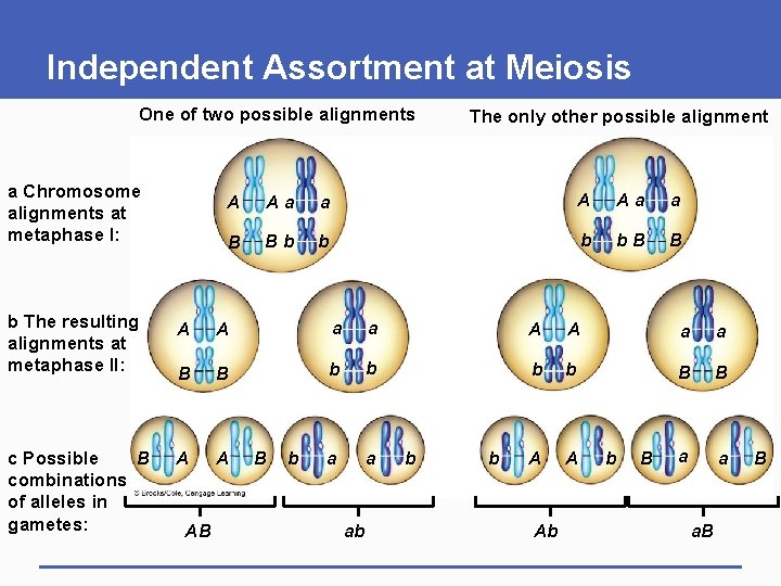 Independent Assortment at Meiosis One of two possible alignments a Chromosome alignments at metaphase