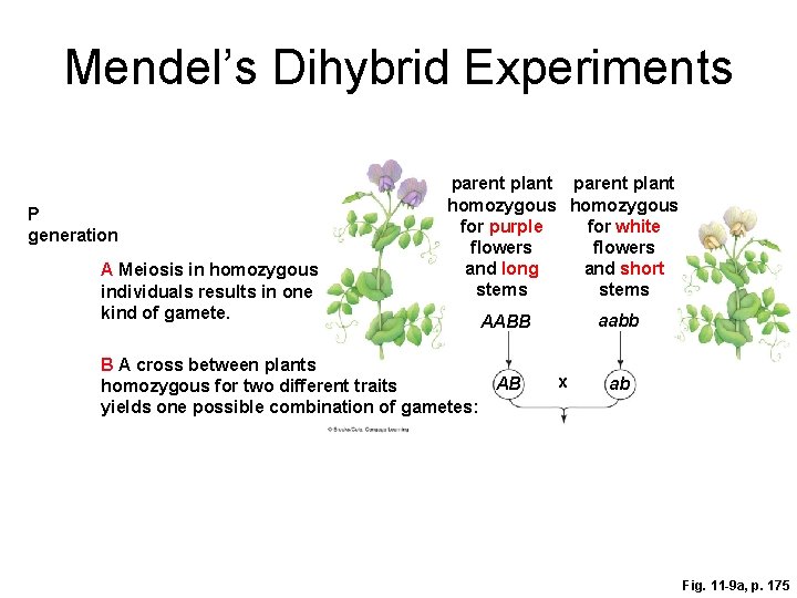 Mendel’s Dihybrid Experiments P generation A Meiosis in homozygous individuals results in one kind