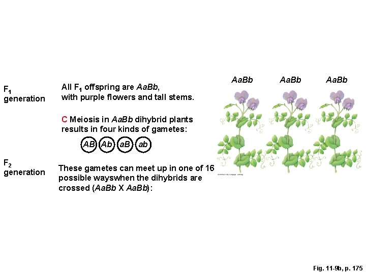 F 1 generation All F 1 offspring are Aa. Bb, with purple flowers and