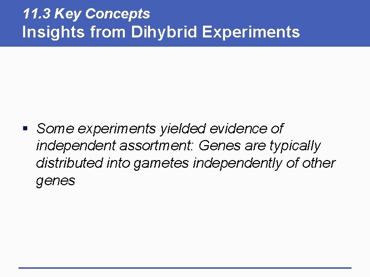 11. 3 Key Concepts Insights from Dihybrid Experiments § Some experiments yielded evidence of