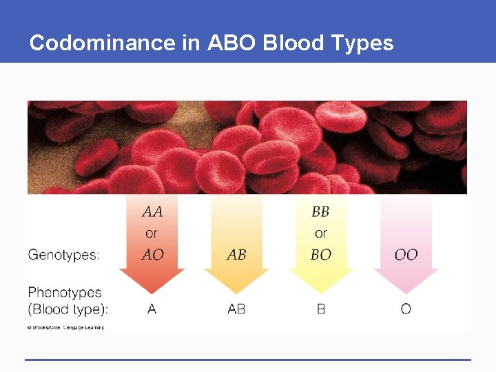 Codominance in ABO Blood Types 