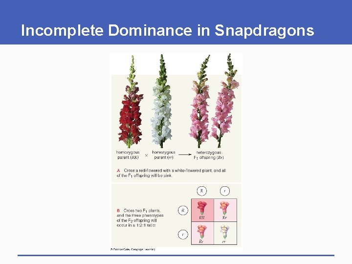 Incomplete Dominance in Snapdragons 