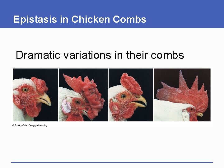 Epistasis in Chicken Combs Dramatic variations in their combs 