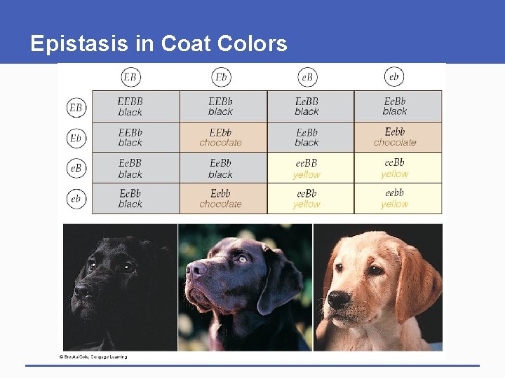 Epistasis in Coat Colors 