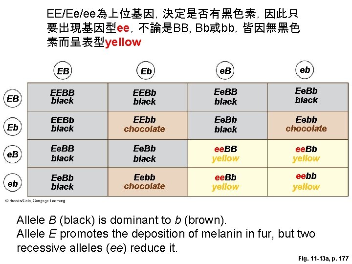 EE/Ee/ee為上位基因，決定是否有黑色素，因此只 要出現基因型ee，不論是BB, Bb或bb，皆因無黑色 素而呈表型yellow EB Eb e. B eb EB EEBB black EEBb black