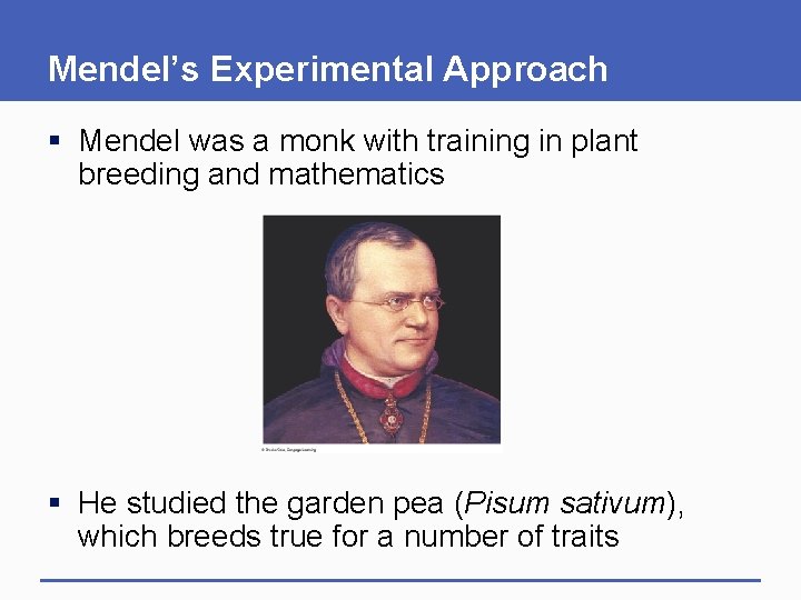 Mendel’s Experimental Approach § Mendel was a monk with training in plant breeding and