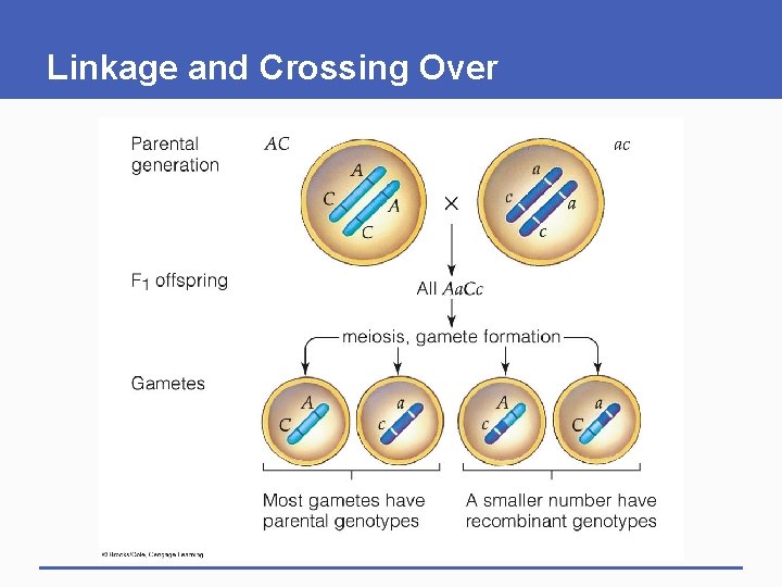 Linkage and Crossing Over 