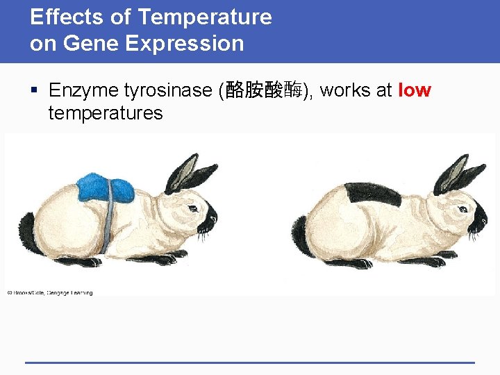 Effects of Temperature on Gene Expression § Enzyme tyrosinase (酪胺酸酶), works at low temperatures