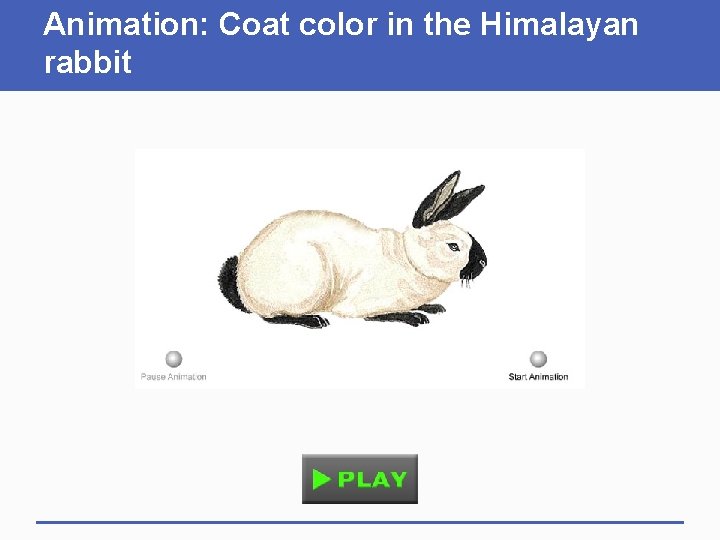 Animation: Coat color in the Himalayan rabbit 