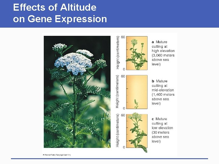 Effects of Altitude on Gene Expression 