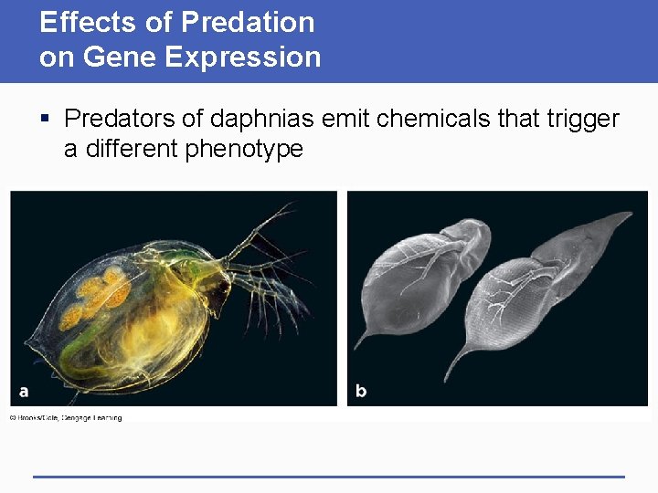 Effects of Predation on Gene Expression § Predators of daphnias emit chemicals that trigger