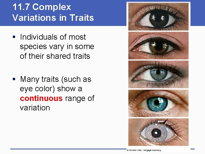 11. 7 Complex Variations in Traits § Individuals of most species vary in some