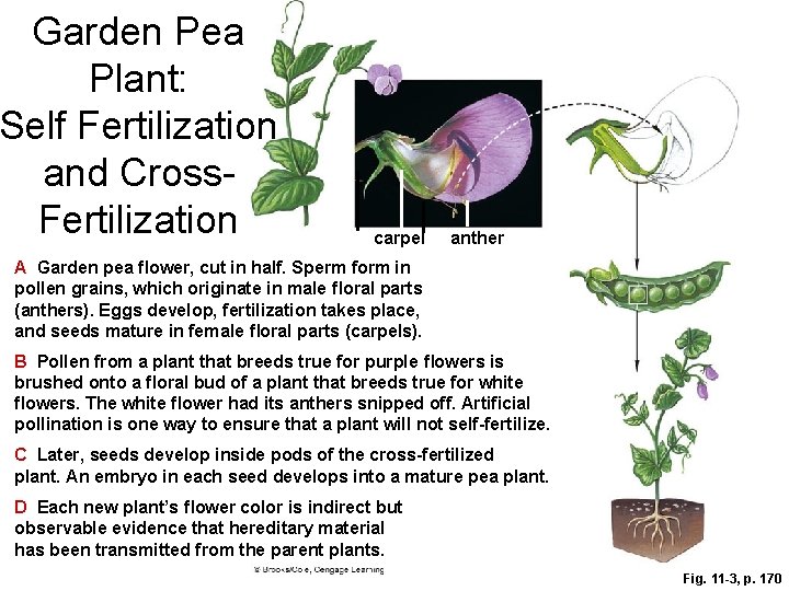 Garden Pea Plant: Self Fertilization and Cross. Fertilization carpel anther A Garden pea ﬂower,