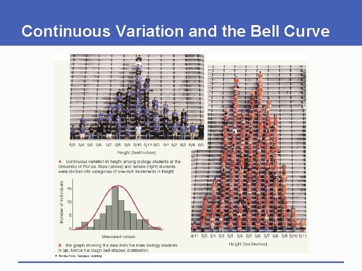 Continuous Variation and the Bell Curve 