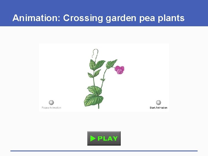 Animation: Crossing garden pea plants 