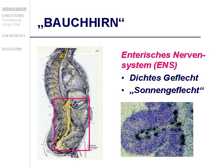 WORKSHOP EINLEITUNG Vorstellung Klinik SGM „BAUCHHIRN“ EIN BEISPIEL REIZDARM Enterisches Nervensystem (ENS) • Dichtes