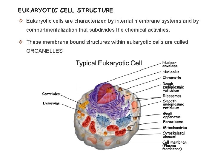 EUKARYOTIC CELL STRUCTURE Eukaryotic cells are characterized by internal membrane systems and by compartmentalization