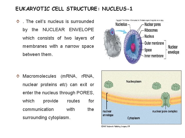 EUKARYOTIC CELL STRUCTURE: NUCLEUS-1 . The cell’s nucleus is surrounded by the NUCLEAR ENVELOPE