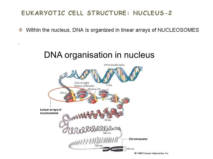 EUKARYOTIC CELL STRUCTURE: NUCLEUS-2 Within the nucleus, DNA is organized in linear arrays of