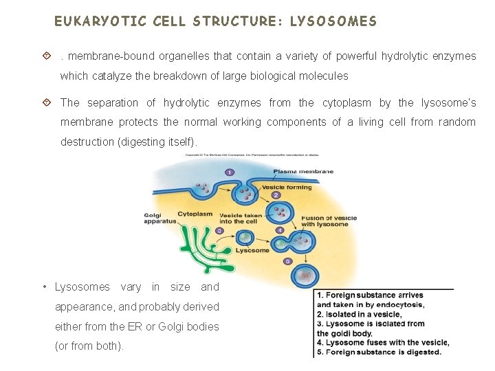 EUKARYOTIC CELL STRUCTURE: LYSOSOMES . membrane-bound organelles that contain a variety of powerful hydrolytic
