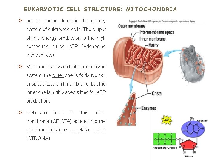 EUKARYOTIC CELL STRUCTURE: MITOCHONDRIA act as power plants in the energy system of eukaryotic