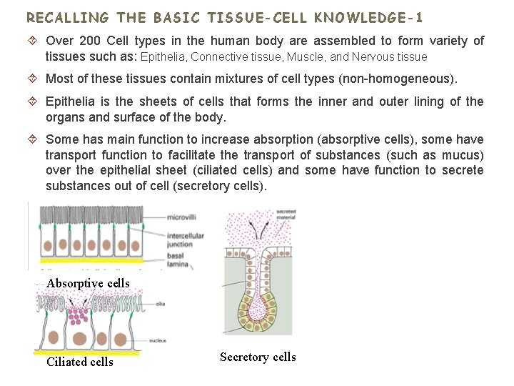 RECALLING THE BASIC TISSUE-CELL KNOWLEDGE-1 Over 200 Cell types in the human body are