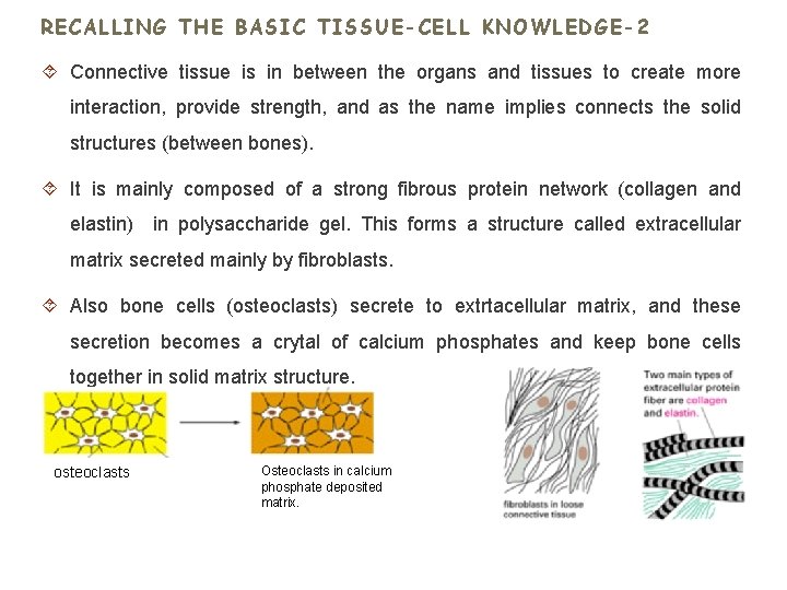 RECALLING THE BASIC TISSUE-CELL KNOWLEDGE-2 Connective tissue is in between the organs and tissues