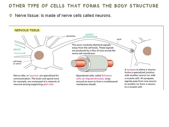 OTHER TYPE OF CELLS THAT FORMS THE BODY STRUCTURE Nerve tissue: is made of