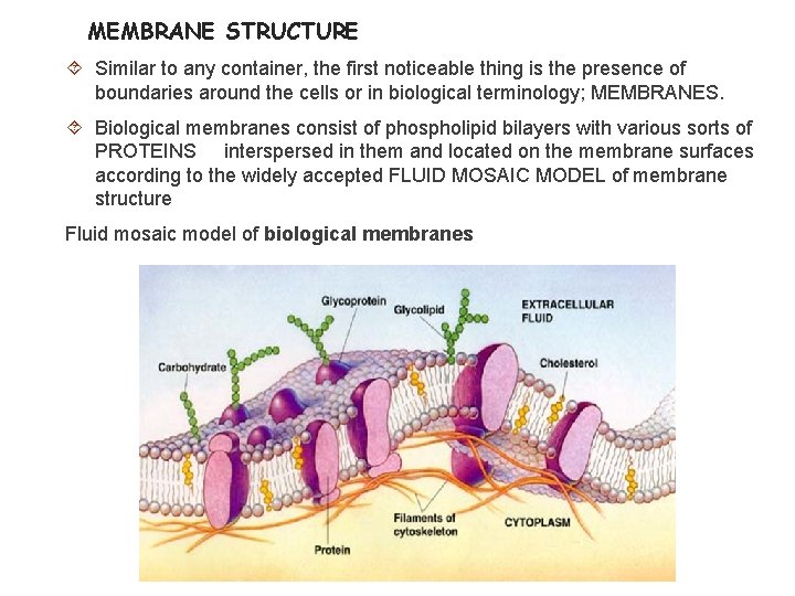 MEMBRANE STRUCTURE Similar to any container, the first noticeable thing is the presence of