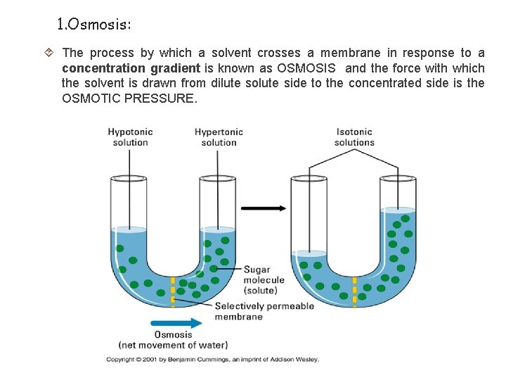 1. Osmosis: The process by which a solvent crosses a membrane in response to