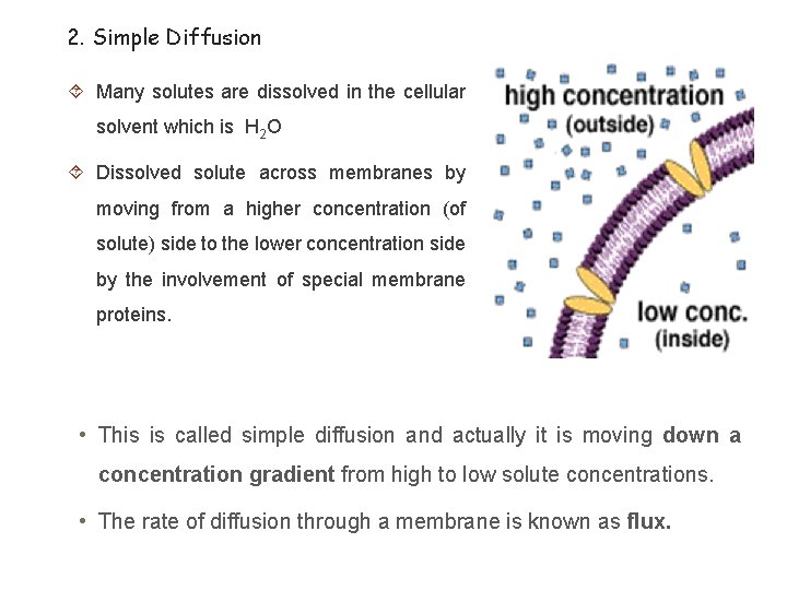 2. Simple Diffusion Many solutes are dissolved in the cellular solvent which is H