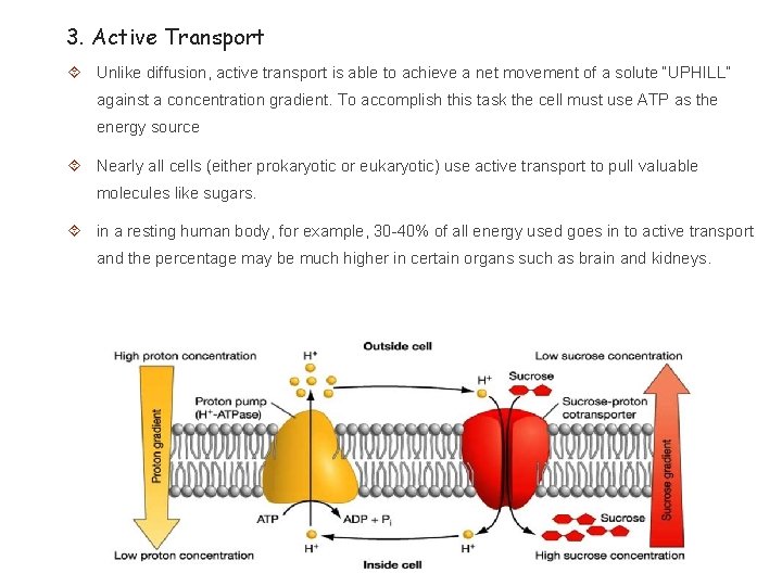 3. Active Transport Unlike diffusion, active transport is able to achieve a net movement