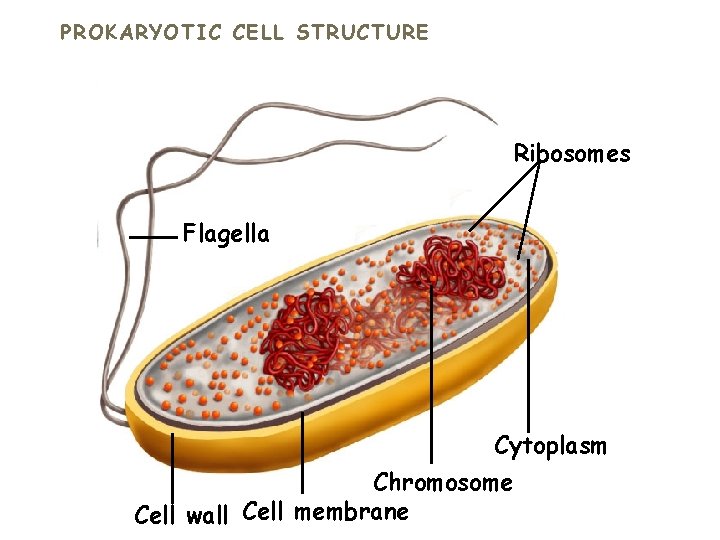 PROKARYOTIC CELL STRUCTURE Ribosomes Flagella Cytoplasm Chromosome Cell wall Cell membrane 