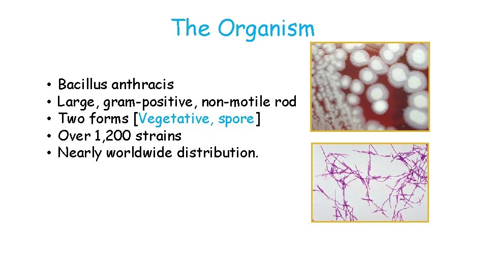 The Organism • • • Bacillus anthracis Large, gram-positive, non-motile rod Two forms [Vegetative,