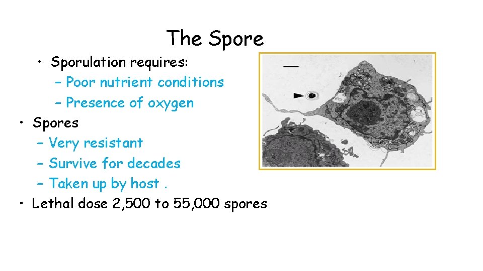 The Spore • Sporulation requires: – Poor nutrient conditions – Presence of oxygen •
