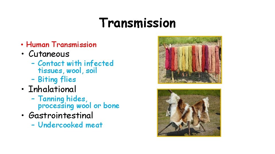 Transmission • Human Transmission • Cutaneous – Contact with infected tissues, wool, soil –