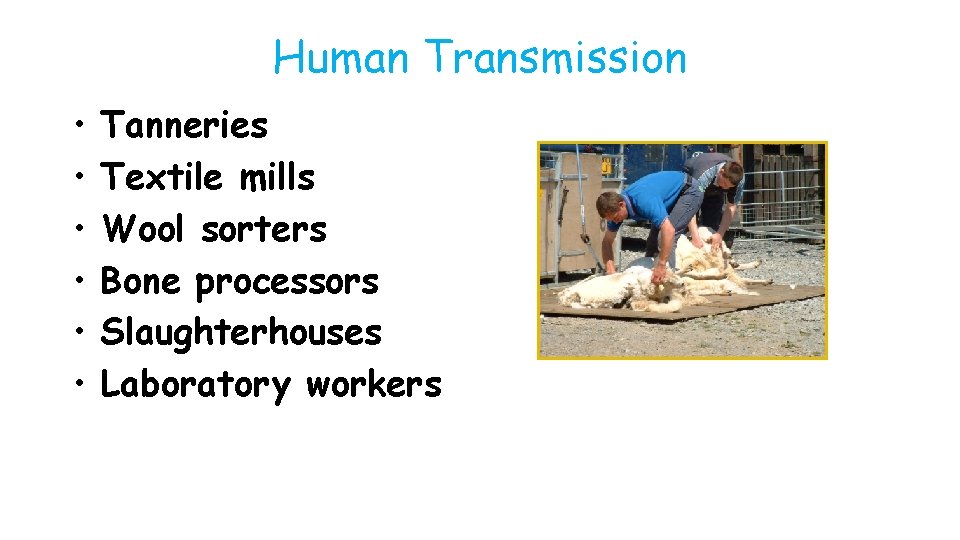 Human Transmission • • • Tanneries Textile mills Wool sorters Bone processors Slaughterhouses Laboratory