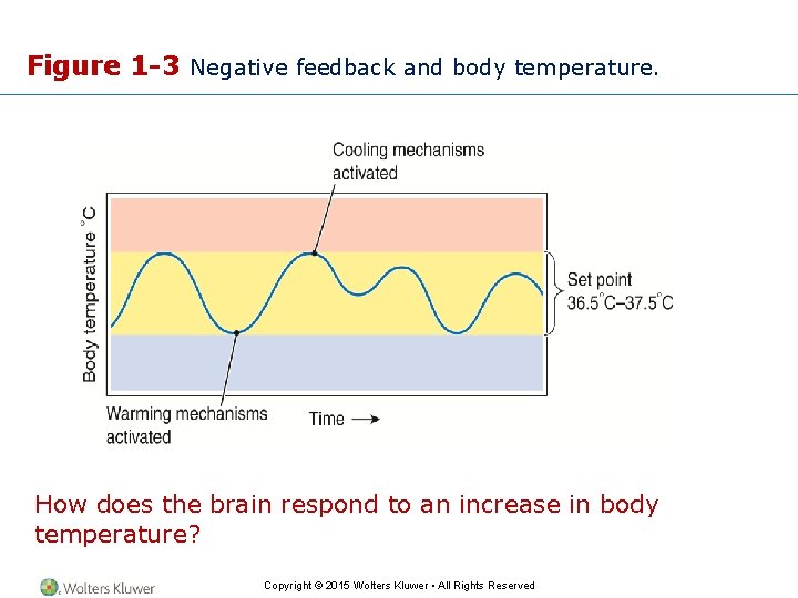 Figure 1 -3 Negative feedback and body temperature. How does the brain respond to