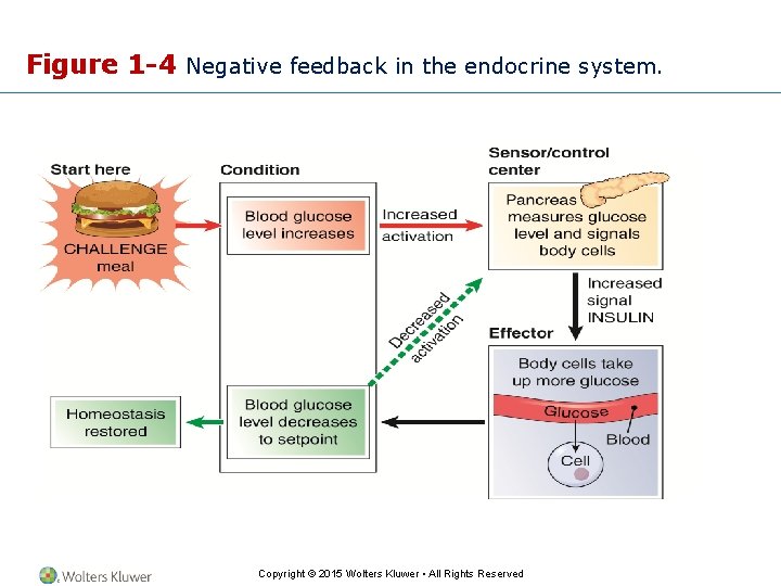 Figure 1 -4 Negative feedback in the endocrine system. Copyright © 2015 Wolters Kluwer