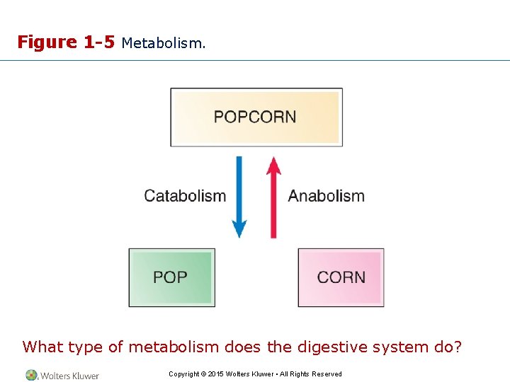 Figure 1 -5 Metabolism. What type of metabolism does the digestive system do? Copyright